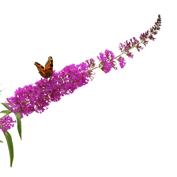 Butterfly bush installation